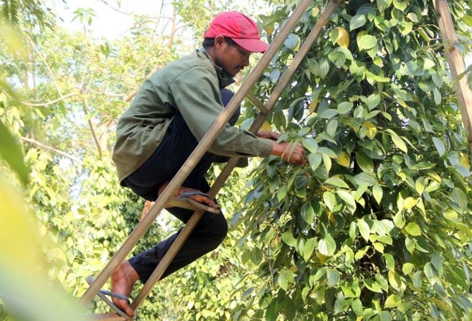 Người làm nghề trồng tiêu điêu đứng vì mức bán thấp, giá công hái cao - 2 Người làm nghề trồng tiêu điêu đứng vì mức bán thấp, giá công hái cao - 2