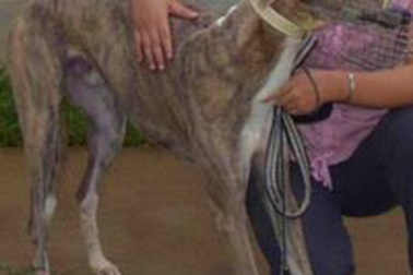 Đua chó tại Vũng Tàu hoạt động trở lại