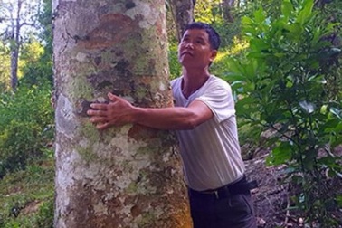 Cây trám “đẻ ra tiền” được "đại gia" Trung Quốc đặt mua liền 10 năm