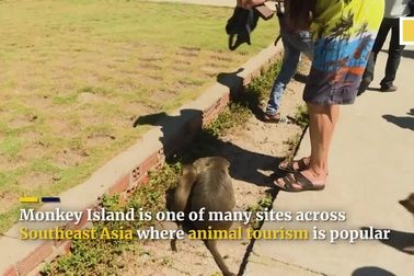 Đảo khỉ độc đáo ở Nha Trang lên báo nước ngoài