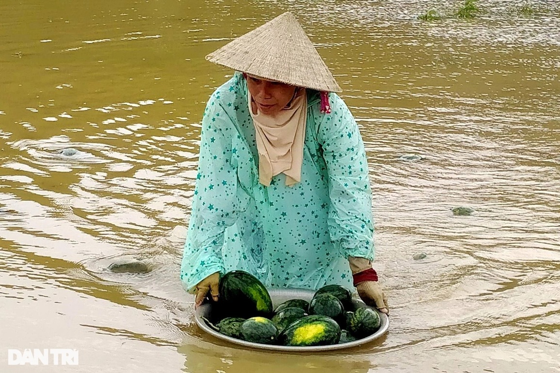 Mưa lũ bất thường nhấn chìm nhiều ruộng dưa hấu, nông dân trắng tay - 3 Mưa lũ bất thường nhấn chìm nhiều ruộng dưa hấu, nông dân trắng tay - 3