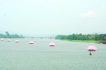 7 đóa sen hồng khổng lồ trên sông Hương