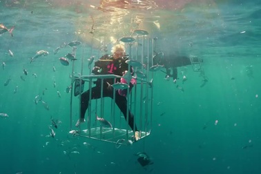 Ấn tượng màn lặn biển cùng... cá mập để mở hộp Galaxy S8