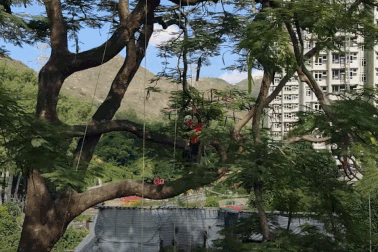 Chàng trai 10 năm "đu dây" để "phẫu thuật" cho cây giữa phố