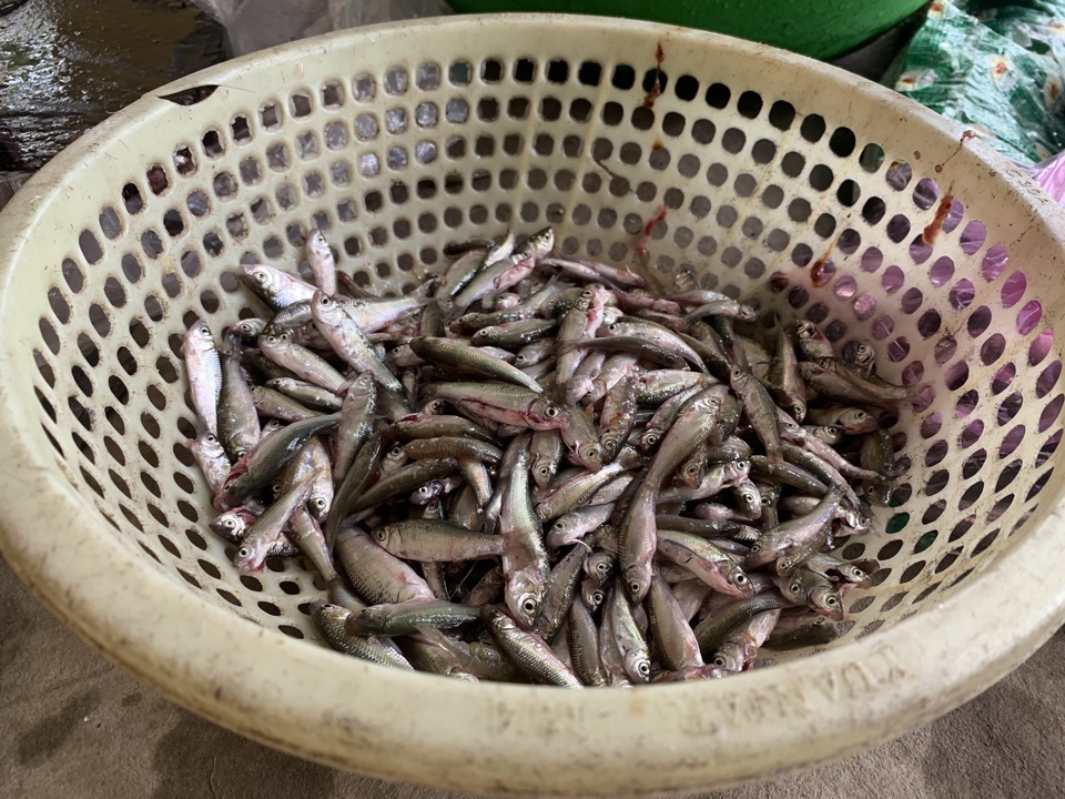 Thương lái thu bạc triệu mỗi ngày nhờ bán con cá bé bằng đầu đũa - 7 Thương lái thu bạc triệu mỗi ngày nhờ bán con cá bé bằng đầu đũa - 7