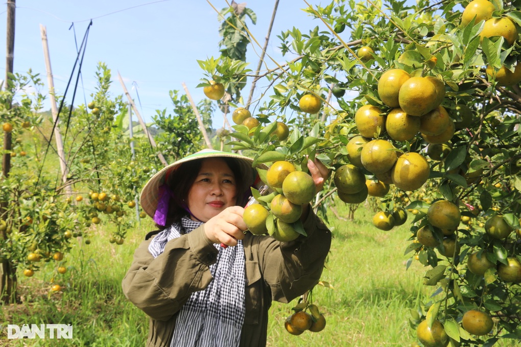 Người phụ nữ 3 năm miệt mài tìm trái ngọt dưới chân núi lửa - 6 Người phụ nữ 3 năm miệt mài tìm trái ngọt dưới chân núi lửa - 6