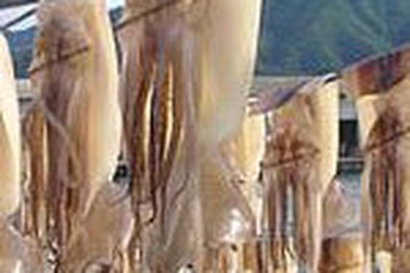 Nhật Bản có thể cấm nhập khẩu cá mực từ Việt Nam