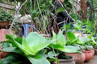 Cây dại thành thần dược: Tranh mua với giá cắt cổ