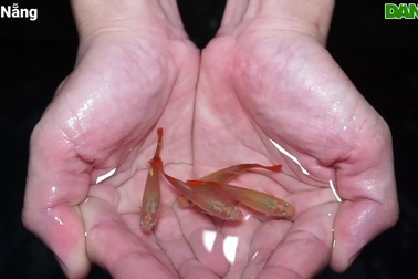 Nuôi loài cá nhỏ tí hon nhưng đẻ sòn sòn tiền triệu (Video: Hoài Sơn).