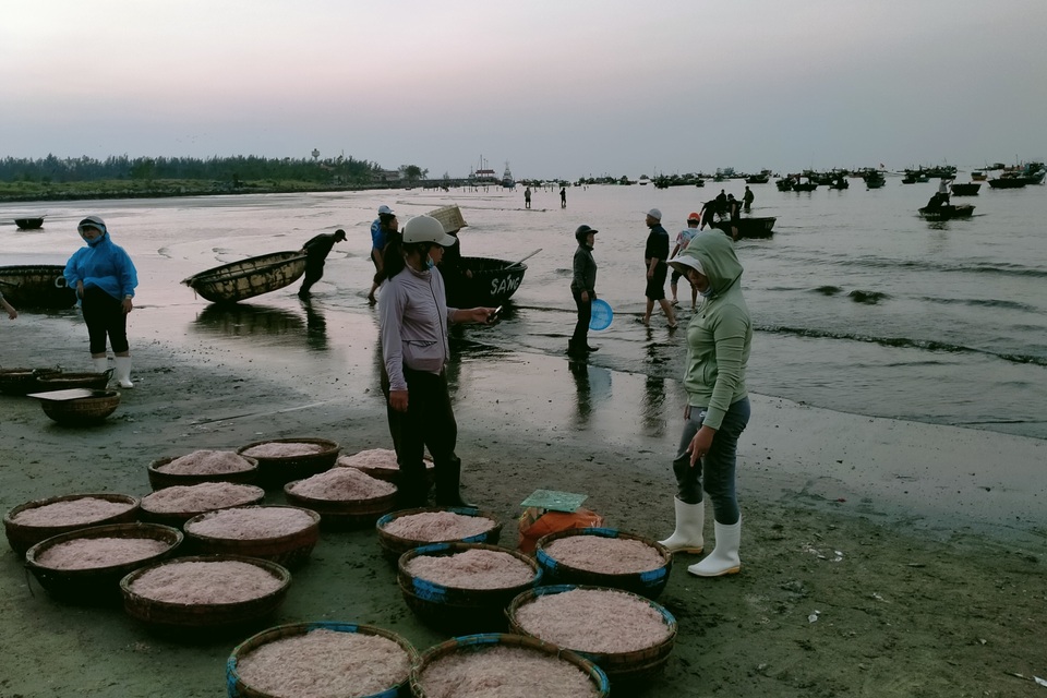 Ngư dân Đà Nẵng vươn khơi trúng mùa ruốc đầu năm - 3 Ngư dân Đà Nẵng vươn khơi trúng mùa ruốc đầu năm - 3