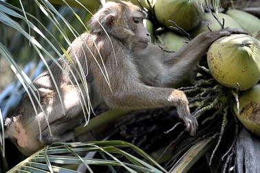 Chú khỉ giúp chủ hái 1000 quả dừa mỗi ngày