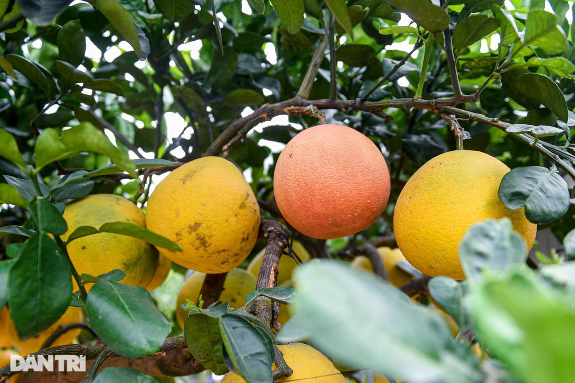 Cây bưởi dáng độc, khách đổi 2 cây vàng chủ vẫn không bán ở Hưng Yên - 8 Cây bưởi dáng độc, khách đổi 2 cây vàng chủ vẫn không bán ở Hưng Yên - 8