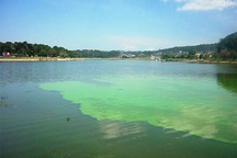 Tảo lam tái xuất hiện trên hồ Xuân Hương