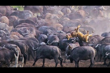 Hãi hùng cảnh đàn trâu rừng giày xéo sư tử khiến cát bụi tung trời