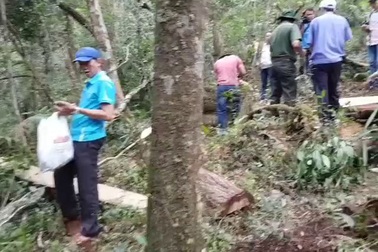 Cận cảnh rừng pơmu bị tàn phá gần biên giới Việt - Lào