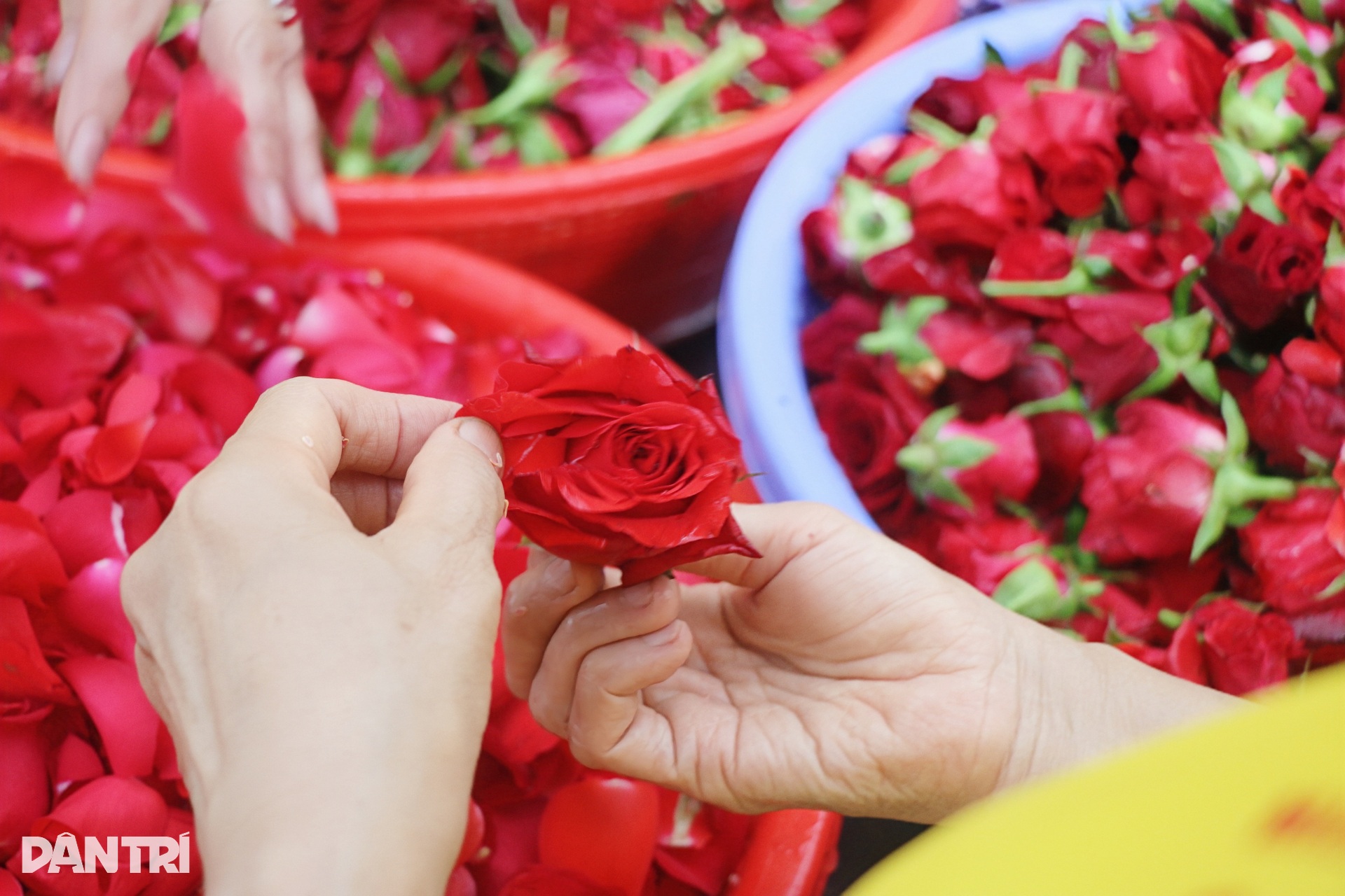 Cận cảnh quá trình nấu 9 loại hoa tắm tượng Bà Chúa Xứ núi Sam - 5 Cận cảnh quá trình nấu 9 loại hoa tắm tượng Bà Chúa Xứ núi Sam - 5