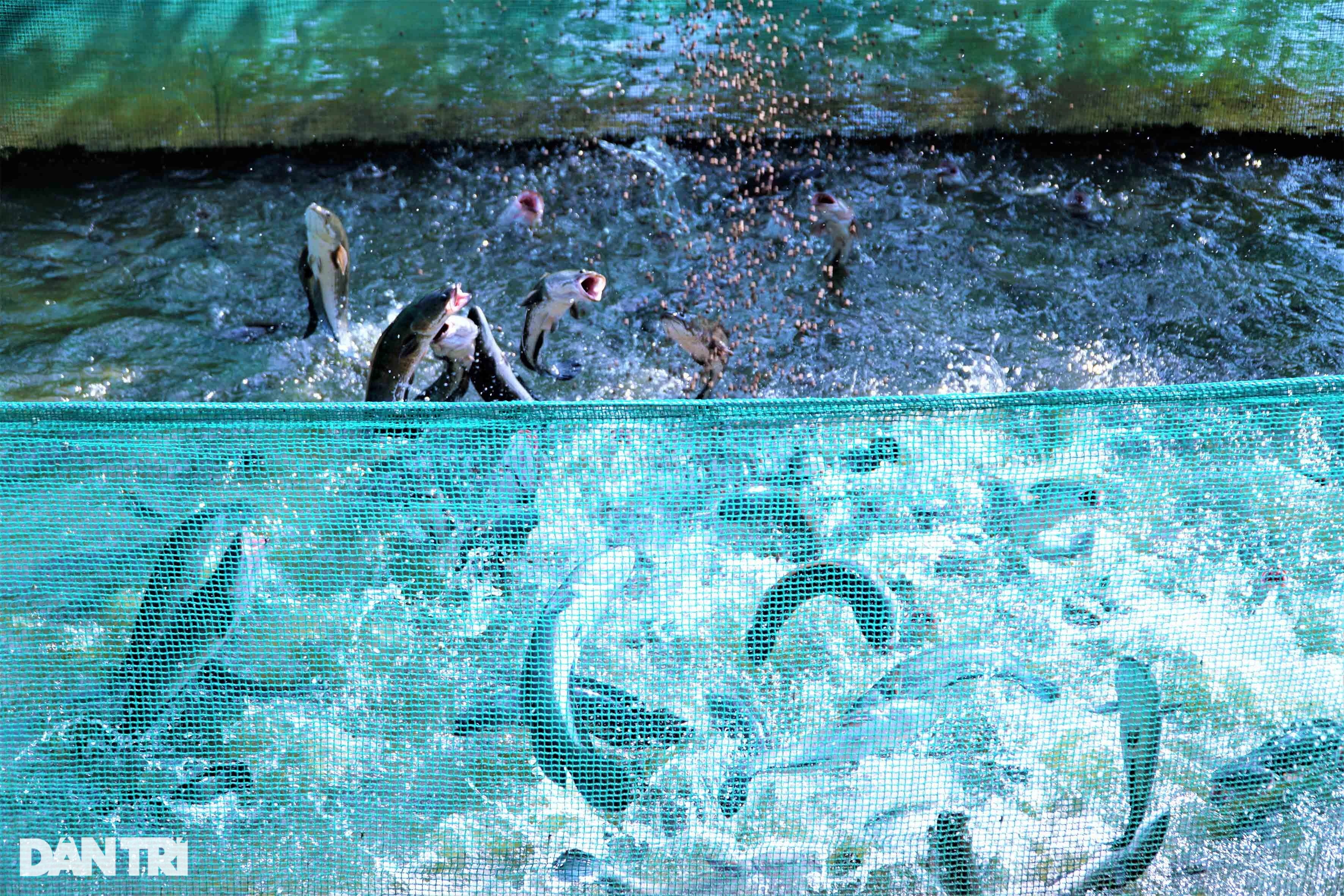 Xem vua xiếc cá cho hàng nghìn con cá trê vượt cạn giành thức ăn - 4 Xem vua xiếc cá cho hàng nghìn con cá trê vượt cạn giành thức ăn - 4