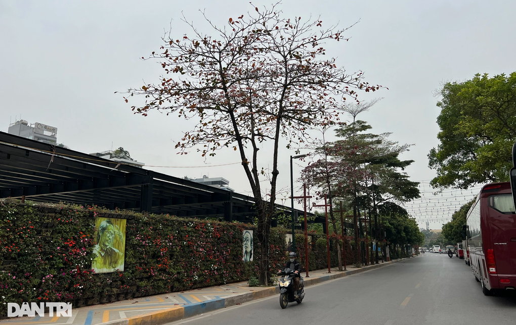 Sở Xây dựng Hà Nội nói về đề nghị di chuyển 55 cây ở phố Vũ Tuấn Chiêu - 5 Sở Xây dựng Hà Nội nói về đề nghị di chuyển 55 cây ở phố Vũ Tuấn Chiêu - 5