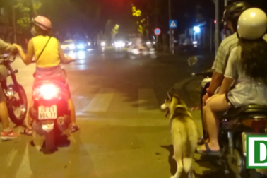 Nỗi ám ảnh chó không rọ mõm trên đường phố Hà Nội