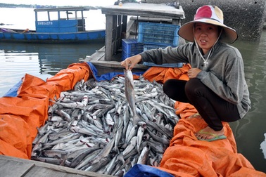 Trúng nước độc, cá bè chết hàng loạt