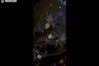 Bị đun trong chảo nóng, cua bò ra ngoài tắt bếp cứu đồng loại