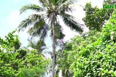 20 năm làm nghề "ăn cơm dưới đất, làm việc trên trời"