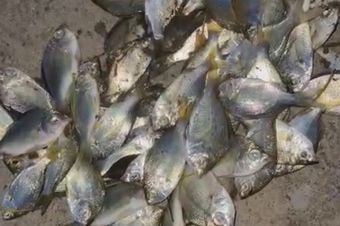 Cá chết bất thường ở khu kinh tế Chân Mây