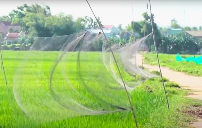 Thợ săn dùng lưới “tàng hình” và thiết bị âm thanh giả tiếng kêu đồng loại để dẫn dụ chim yến mắc bẫy. Ảnh minh hoạ.