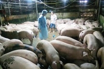 Một tháng bắt gần 40 vụ sử dụng chất cấm trong chăn nuôi