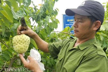 Cận cảnh giống na cho trái 'khủng, thu mỗi vụ trung bình 1 triệu đồng/cây