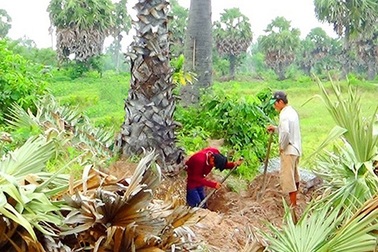 Hiện tượng đào, bán cây thốt nốt ở An Giang: Lợi đâu chẳng thấy…