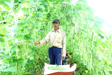 Nông sản rớt giá, nông dân lo mất tết