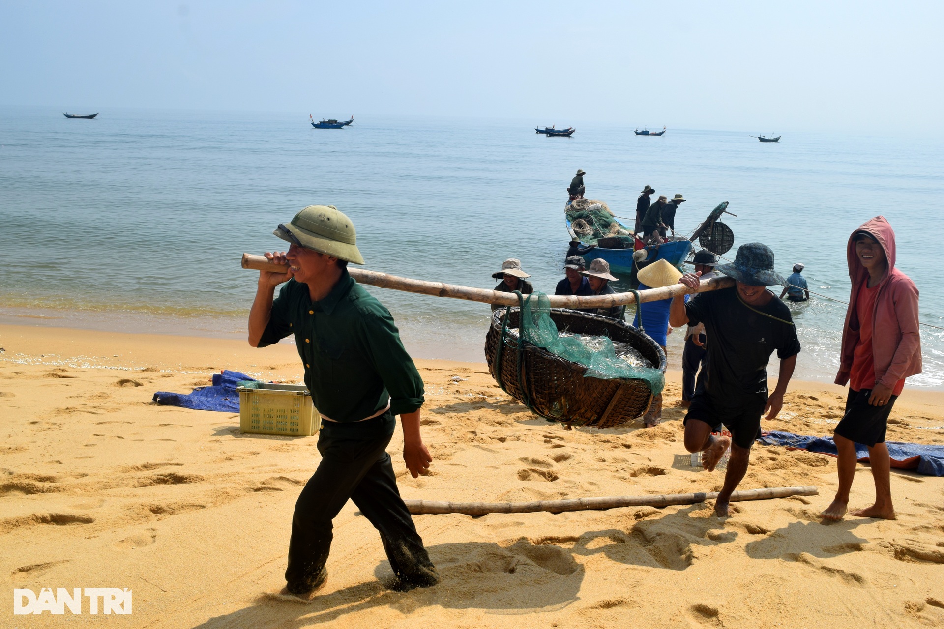 Ngư dân có tiền triệu mỗi ngày nhờ loài cá gần bằng ngón tay - 2 Ngư dân có tiền triệu mỗi ngày nhờ loài cá gần bằng ngón tay - 2