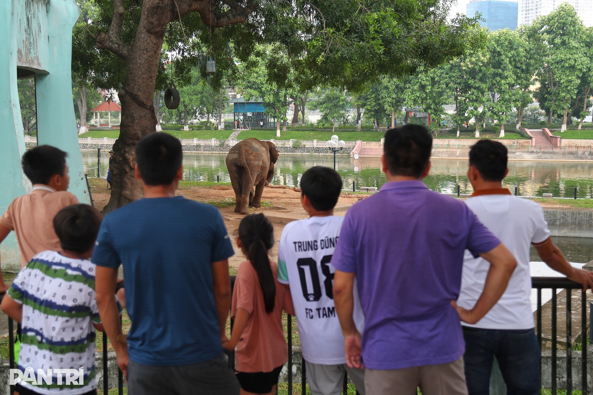 Hết cảnh sống khổ vì xiềng xích, voi ở vườn thú Hà Nội thoải mái gãi chân - 9 Hết cảnh sống khổ vì xiềng xích, voi ở vườn thú Hà Nội thoải mái gãi chân - 9
