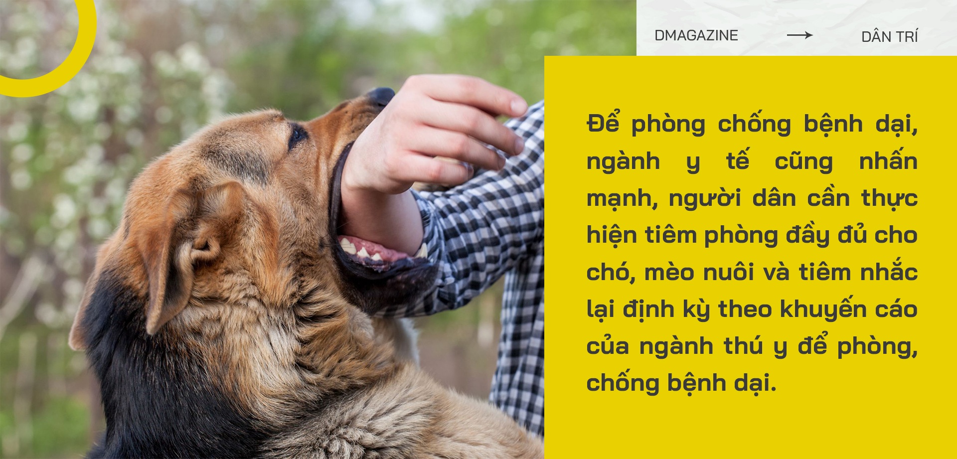 Nhát cắn đoạt mạng: Chết oan vì chó thả rông, thú cưng hóa điên phản chủ - 19 Nhát cắn đoạt mạng: Chết oan vì chó thả rông, thú cưng hóa điên phản chủ - 19