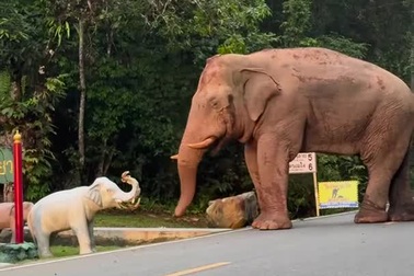 Phản ứng hài hước của chú voi khi bắt gặp bức tượng voi ven đường