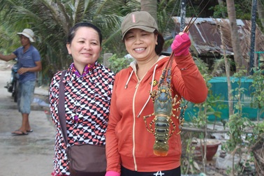 Tái sinh vùng đất mất hàng ngàn lồng nuôi tôm hùm do bão