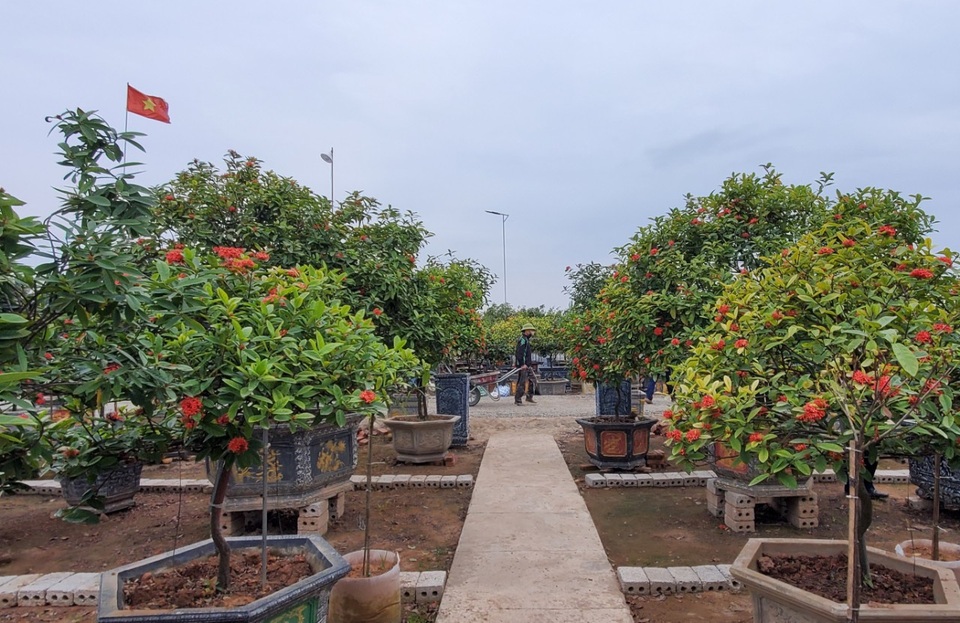 Đam mê giống cây cổ, nông dân thu hàng trăm triệu đồng mỗi năm - 6 Đam mê giống cây cổ, nông dân thu hàng trăm triệu đồng mỗi năm - 6