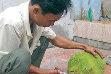 Vô tư “phù phép” trái cây