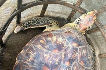 Thả vích quý hiếm về biển