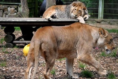 Động vật trốn khỏi sở thú ở Đức và bị bắt lại tại Lünebach