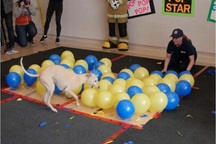 Kỷ lục thế giới về thời gian ngắn nhất đập vỡ 100 quả bóng bay dành cho... chó