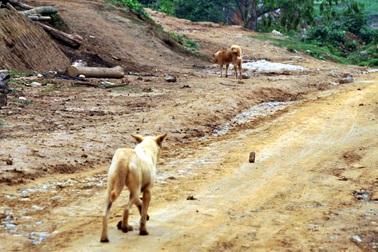 Xuất hiện chó lạ cắn người và tấn công súc vật 