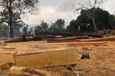 Rừng giáp ranh Đắk Lắk - Khánh Hòa bị tàn phá