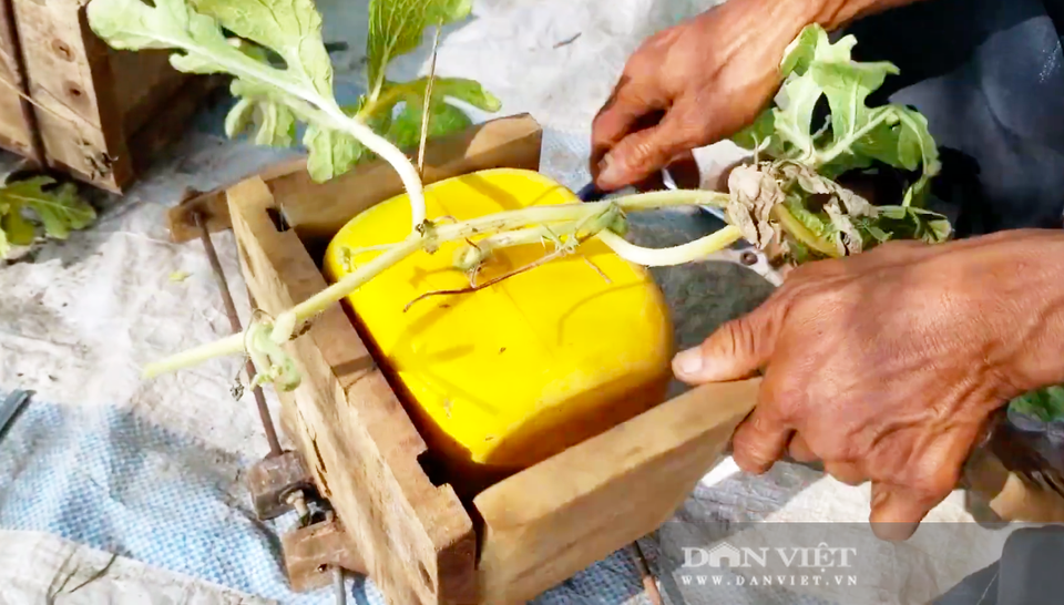 Cho dưa hấu vào thùng gỗ, cuối vụ mở ra bán tiền triệu mỗi quả - 2 Cho dưa hấu vào thùng gỗ, cuối vụ mở ra bán tiền triệu mỗi quả - 2