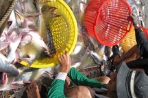 Con cá tra gian nan đường xuất ngoại