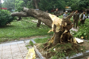 Hà Nội: Cây phượng cổ thụ đổ gục bên bờ hồ Trúc Bạch