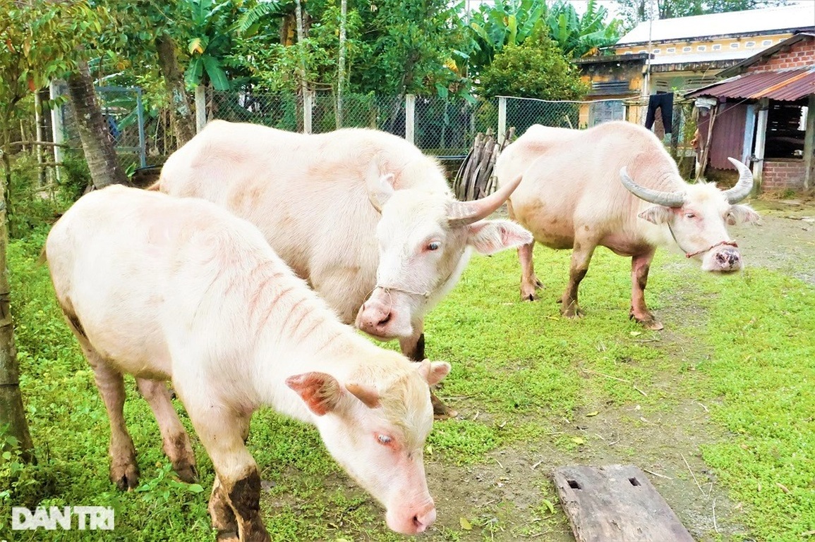 Lạ mắt với đàn trâu trắng muốt, mang lại cơ nghiệp sung túc cho chủ nuôi - 14 Lạ mắt với đàn trâu trắng muốt, mang lại cơ nghiệp sung túc cho chủ nuôi - 14