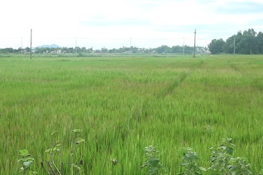 Đóng giếng bơm nước cứu lúa