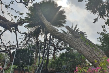 Cây vạn tuế có dáng như sắp đổ, chủ vườn "hét giá" 300 triệu mới sang tay